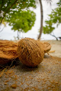 What is coco coir?
