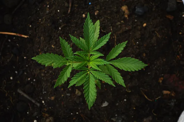 Introduction to hydroponics for growing Marijuana