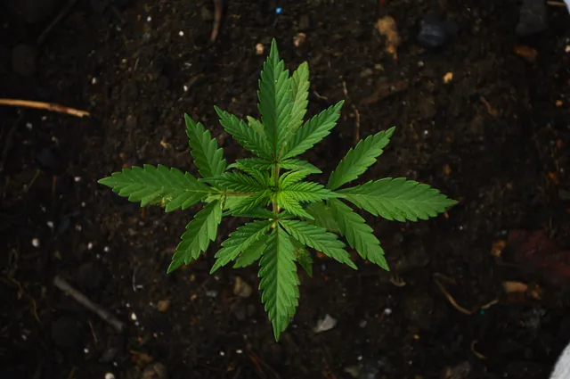 Introduction to hydroponics for growing Marijuana