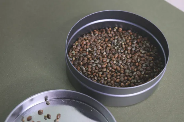 How to germinate Marijuana seeds