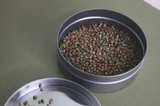 How to germinate Marijuana seeds